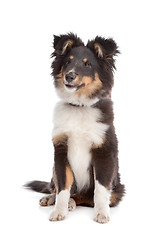 Image showing shetland sheepdog