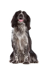 Image showing mixed breed dog.border collie, cocker spaniel