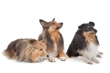 Image showing Shetland Sheepdogs