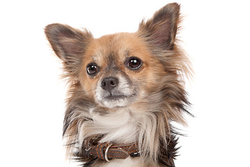 Image showing Long haired chihuahua