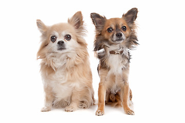 Image showing Long haired chihuahua