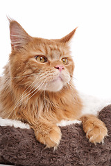 Image showing maine coon