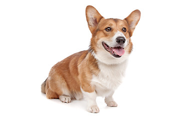 Image showing Pembroke Welsh Corgi