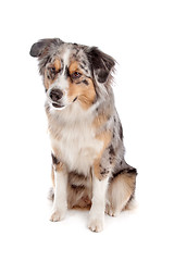 Image showing Australian Shepherd