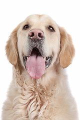 Image showing golden retriever