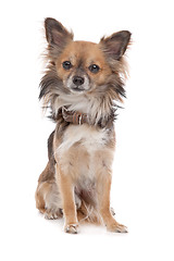 Image showing Long haired chihuahua