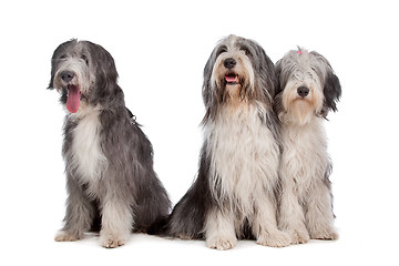 Image showing three Bearded Collie dogs