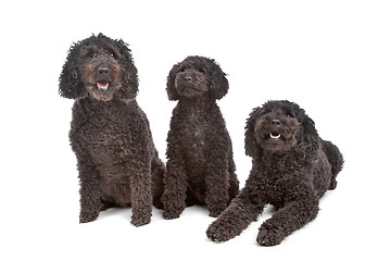 Image showing two labradoodle and one poodle dog