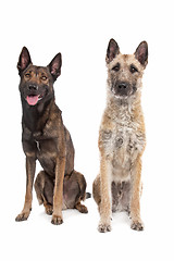 Image showing two Belgian shepherd dogs