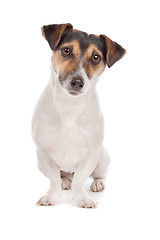 Image showing Jack russel Terrier