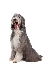 Image showing Bearded Collie