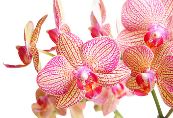 Image showing orchid on white