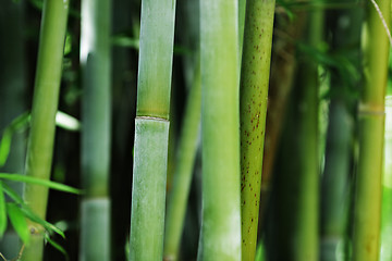 Image showing bamboo