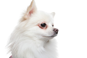 Image showing white pomeranian dog