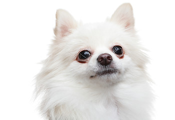 Image showing white pomeranian dog