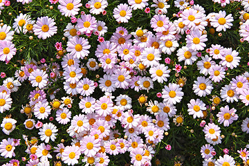 Image showing flower field