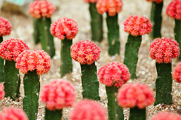 Image showing Cactus