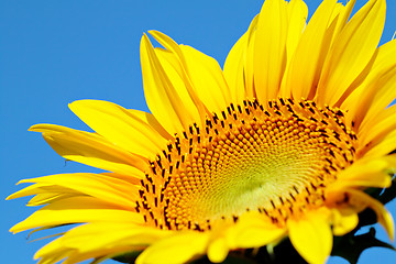 Image showing Sunflower