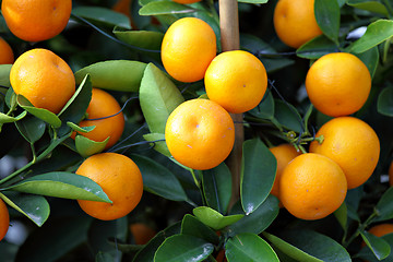 Image showing kumquat for chinese new year