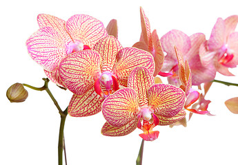 Image showing orchid flower