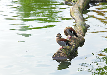 Image showing duck in pond