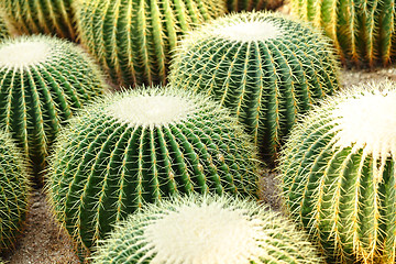 Image showing cactus