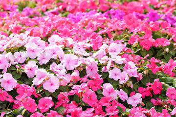 Image showing flower field