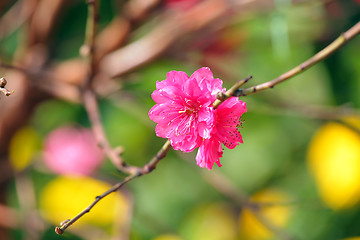 Image showing peach blossom , flower for chinese new year