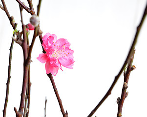 Image showing peach blossoms for chinese new year