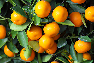 Image showing chinese kumquat for chinese new year