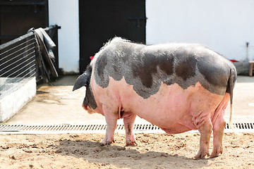 Image showing pig