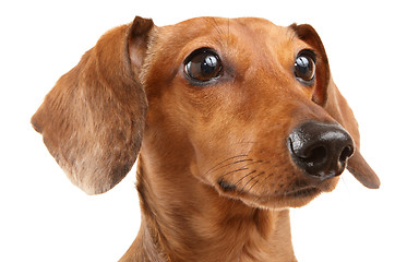 Image showing Dachshund Dog