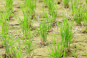 Image showing green seedling growing out of soil