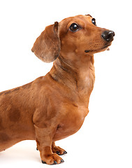 Image showing Dachshund Dog