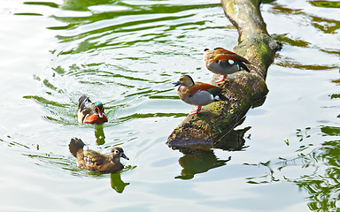 Image showing duck in pond
