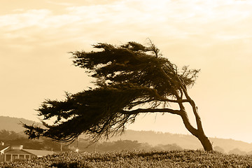 Image showing Sepia lonely tree