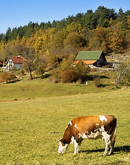 Image showing Cow  on a field