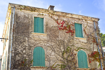 Image showing Ivy on the building wal