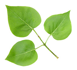 Image showing Three green leafs of lilac