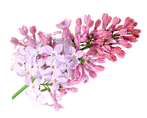 Image showing Single branch of purple lilac