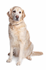 Image showing Labrador retriever