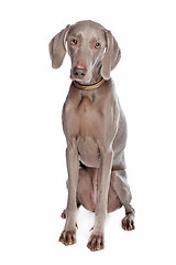 Image showing weimaraner