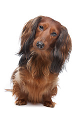 Image showing standard long haired Dachshund