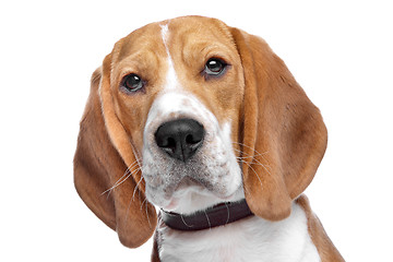 Image showing Beagle