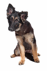 Image showing German Shepherd puppy