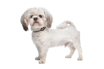 Image showing Shih Tzu