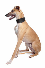 Image showing Greyhound, Whippet, Galgo dog