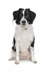 Image showing Border Collie