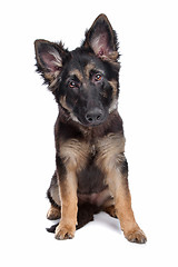 Image showing German Shepherd puppy