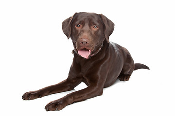 Image showing Labrador retriever